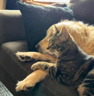 Illustration of the article: 8 minutes are enough to make this senior dog rescued from mass breeding and this orphan kitten inseparable (video)