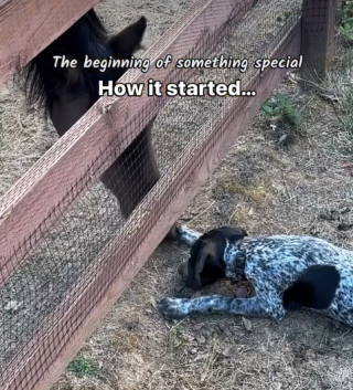 Illustration of the article: To become his friend, this puppy did everything to gain the trust of a horse (video)