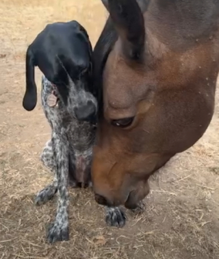 Illustration of the article: To become his friend, this puppy did everything to gain the trust of a horse (video)