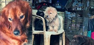 Illustration of the article: 40 neglected animals and several corpses of dogs and cats discovered in “the house of horror”