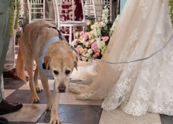 Her childhood dog, 16, walks her down the aisle on her wedding day (video)