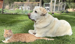 Illustration of the article: His cat friend disappeared, this dog waits for his return every day in the same place until their reunion