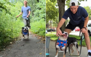 Article illustration: This dog stays at the shelter after adopting her puppies, but a duo takes her to the park (video)