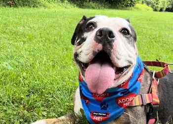 This dog stays at the shelter after adopting her puppies, but a duo takes her to the park (video)