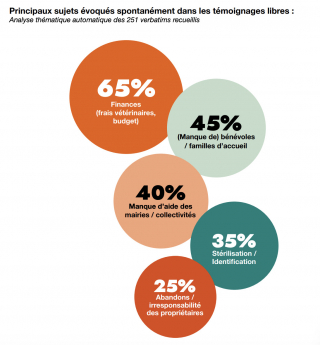 Illustration of the article: 72% of animals welcomed in France in 2025 are cats, according to the study by the SPA and the Affinity Foundation