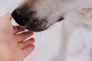 Illustration from the article: If your dog adopts one of these 14 behaviors, it means he loves you deeply