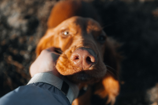Illustration from the article: If your dog adopts one of these 14 behaviors, it means he loves you deeply
