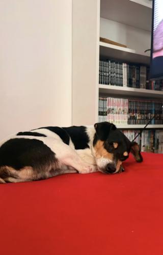 Illustration of the article: The past of this Jack Russell found alone in the street will remain mysterious, but his future is now assured (video)