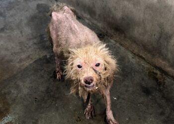 An abandoned dog reunites with his rescuer thanks to strangers who finance his trip (video)