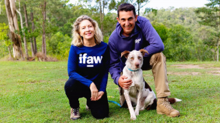 Article illustration: This dog from a shelter was chosen as the heir to a famous koala rescuer