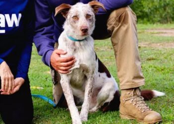 This dog from a shelter was chosen as the heir to a famous koala rescuer