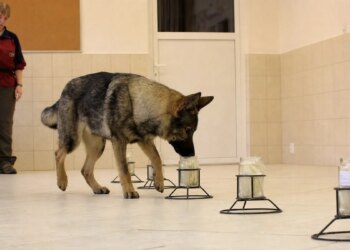 10 police dogs distinguished identical twins by their scent in a scientific experiment
