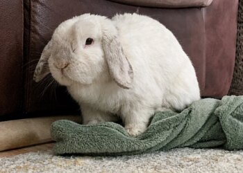 This rabbit folds and unfolds his fleece blanket, then settles in for a nap (video)