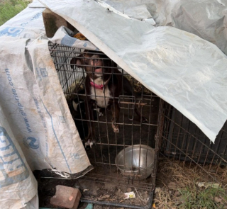 Illustration of the article: Without water or care and hungry, 8 dogs see hope with the arrest of their master