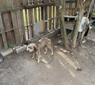 Illustration of the article: Without water or care and hungry, 8 dogs see hope with the arrest of their master