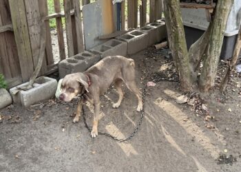 8 malnourished dogs, including 4 puppies, are taken from their owners after an ignored formal notice