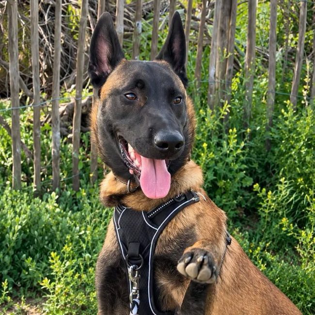 Photo of Aïko 1 from her adoption announcement on Animaux.fr