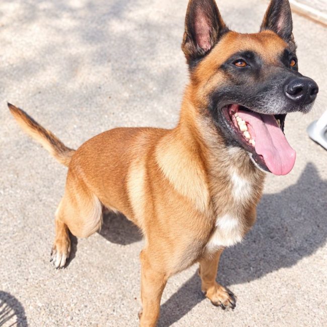 Photo of Thor from his adoption announcement on Animaux.fr