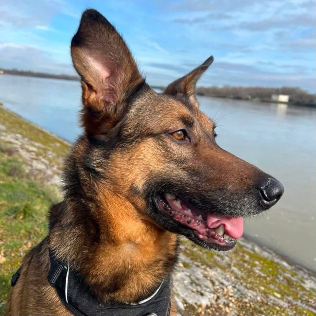 Photo of Bako from his adoption announcement on Animaux.fr
