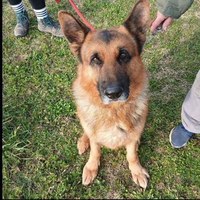 Photo of Nash from his adoption announcement on Animaux.fr