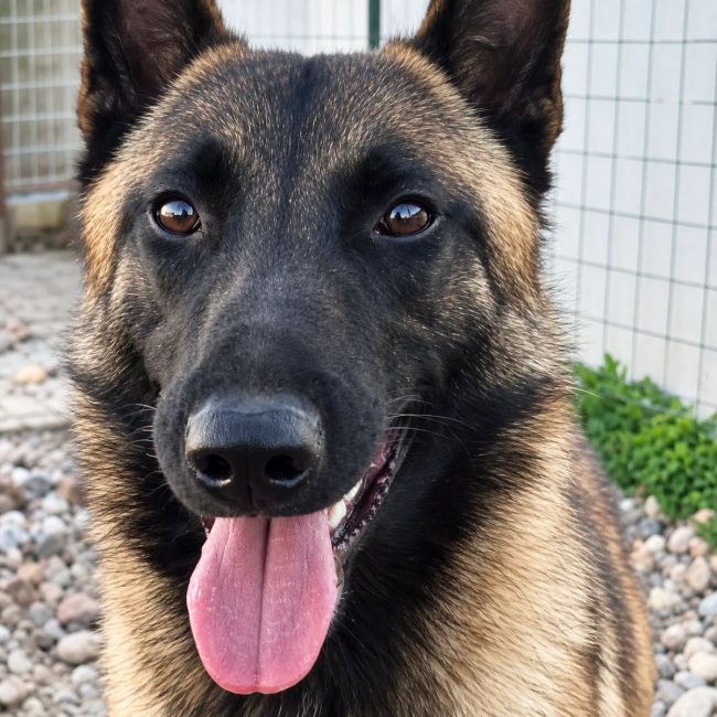Photo of Aïko 2 from her adoption announcement on Animaux.fr