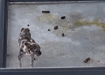 This Starving Dog Lived on a Feces-Covered Balcony Before a Video Changed Everything