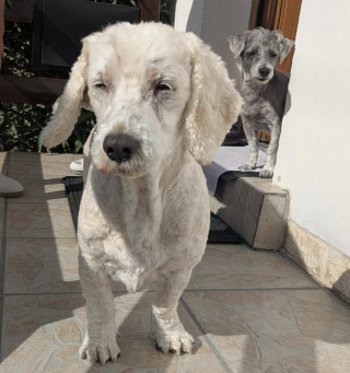 Illustration of the article: Beaten by his former family, this old dog nevertheless remained affectionate with humans