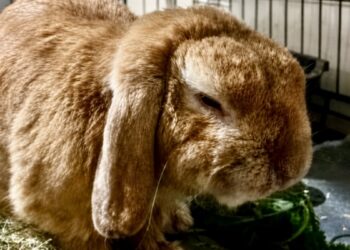 Merlin, the rabbit abandoned in the courtyard of a store, is looking for sponsors to finance his care