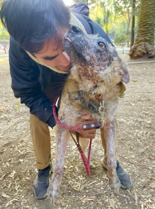 Illustration of the article: Suffering from a rare disease, this dog having to escape the sun has been looking for a family for 3 years