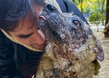 Suffering from a rare disease, this dog having to escape the sun has been looking for a family for 3 years