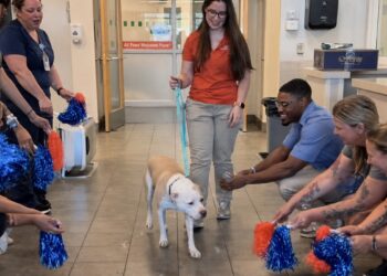 This adopted dog goes through a guard of honor before joining her new family (video)