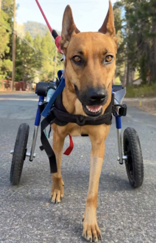 Illustration of the article: She was dragging her body on the ground, but today, this paralyzed dog is running at full speed on the beach (video)