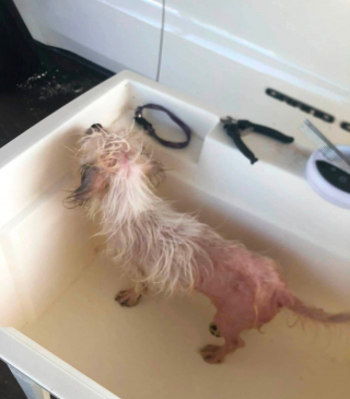 Illustration of the article: This dog abandoned by her owners was waiting near a pile of garbage when a neighbor noticed her