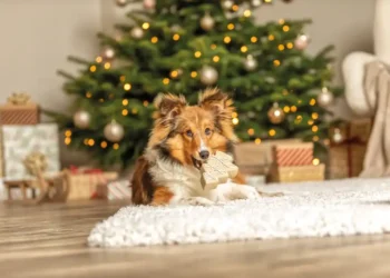 Christmas news from TRIXIE – HundeNachrichten