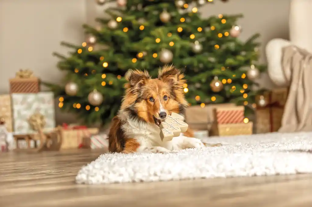 Christmas news from TRIXIE - HundeNachrichten