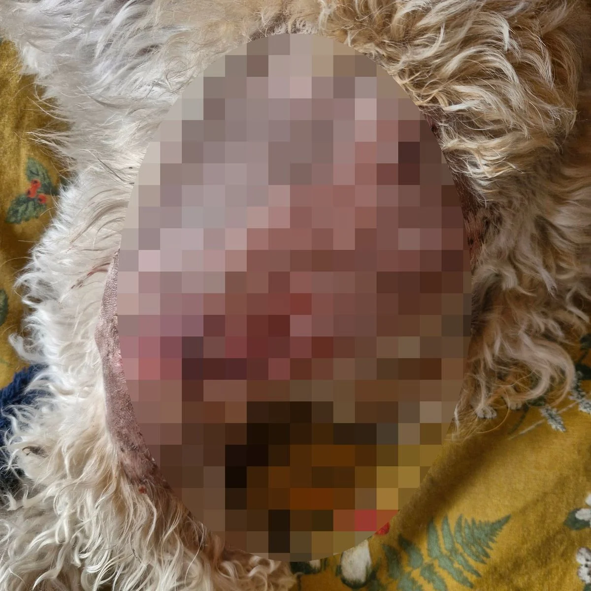 The large burn on Peaches' shaved side