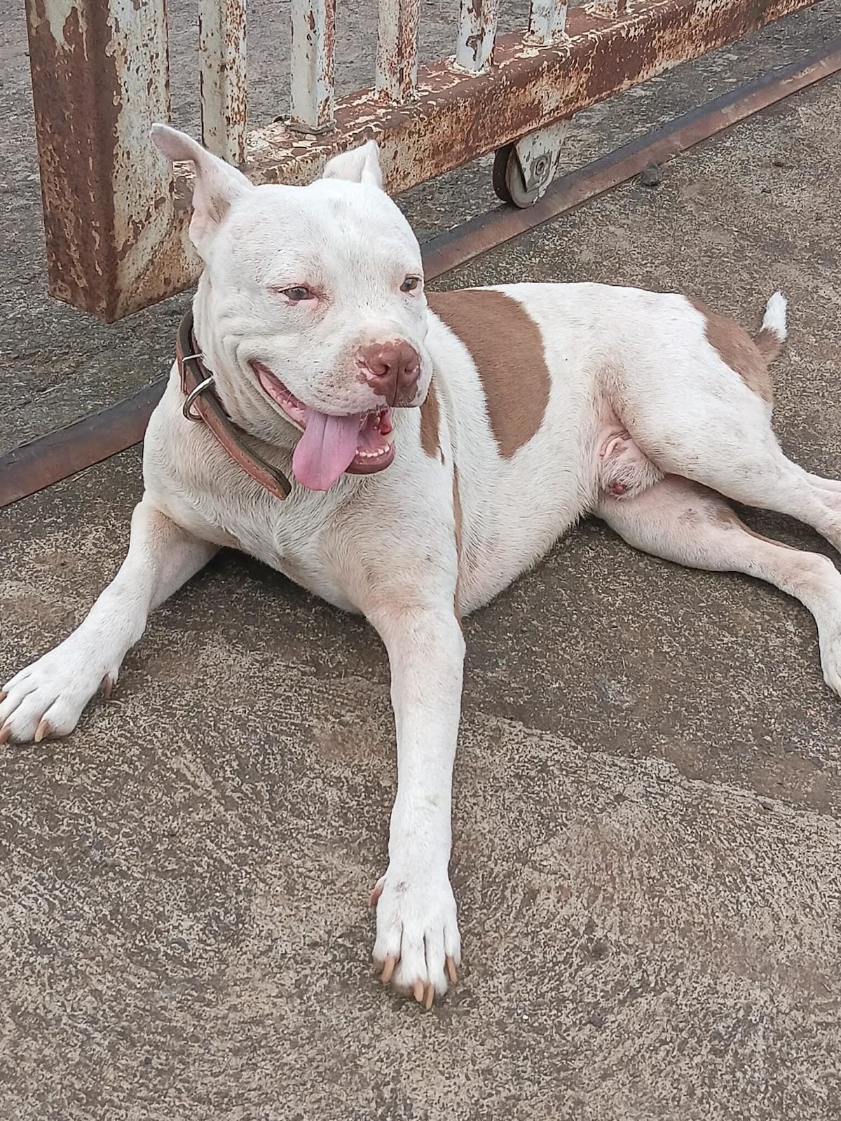 A dog sticking out its tongue