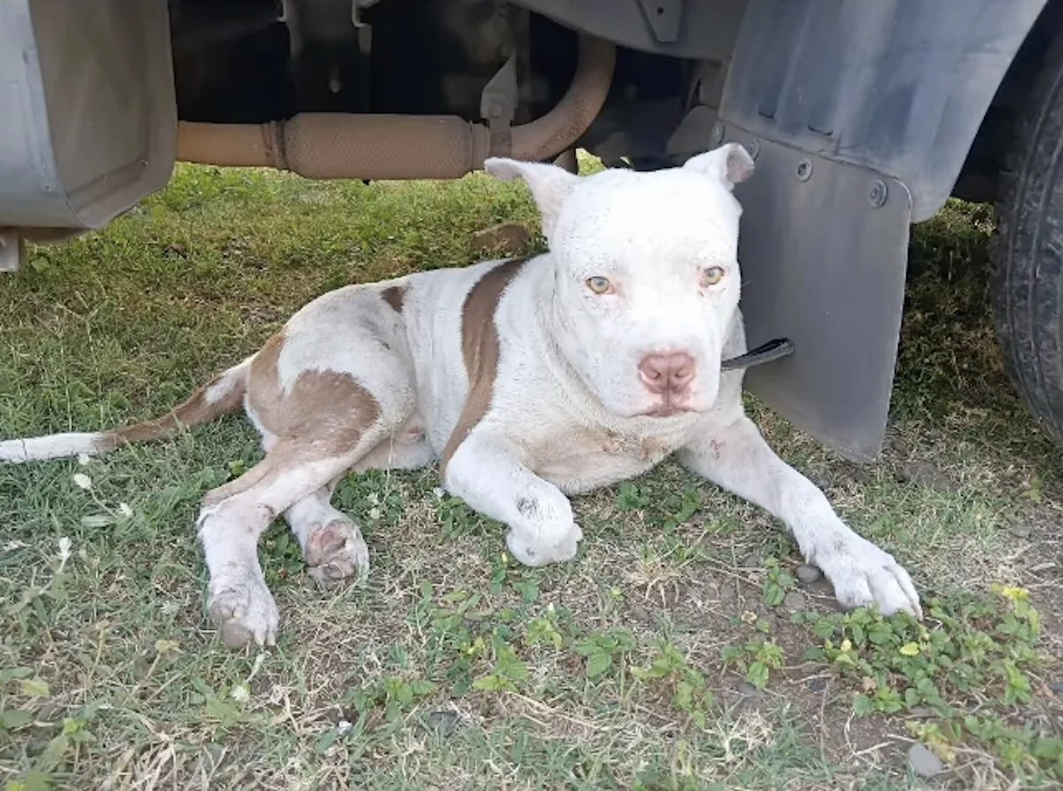 A dog lying down