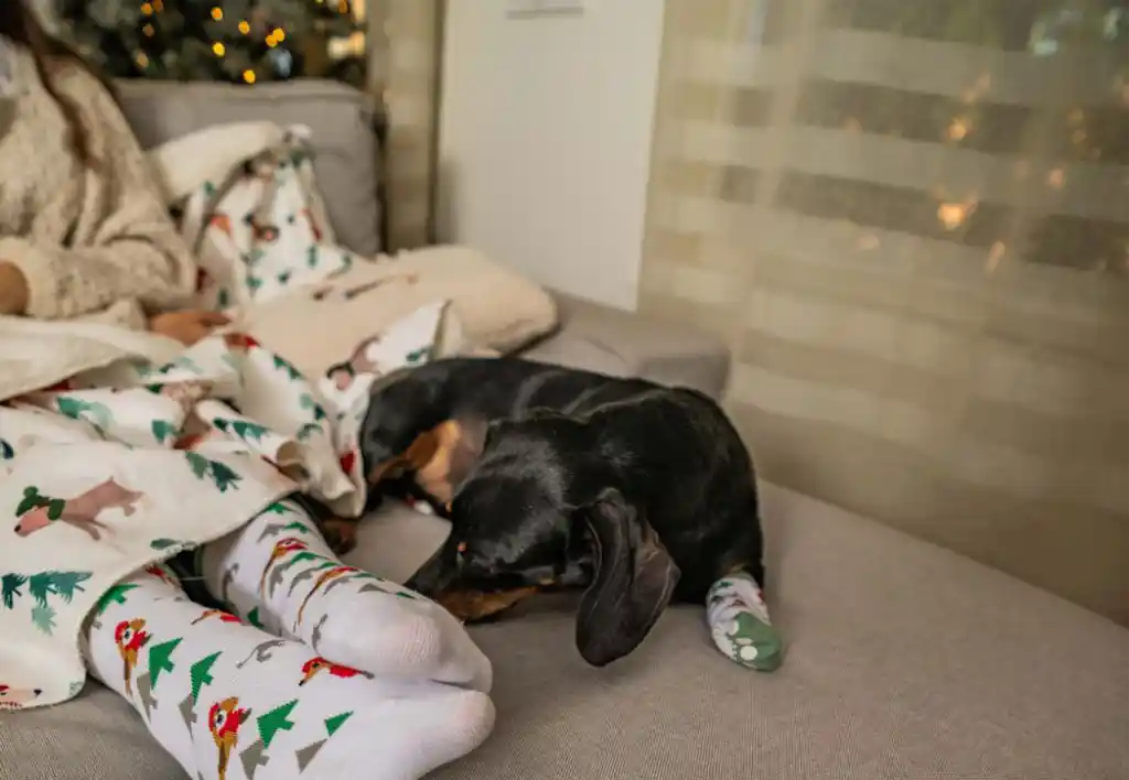 Zooplus - TIAKI Pet & Parent Wintersocken