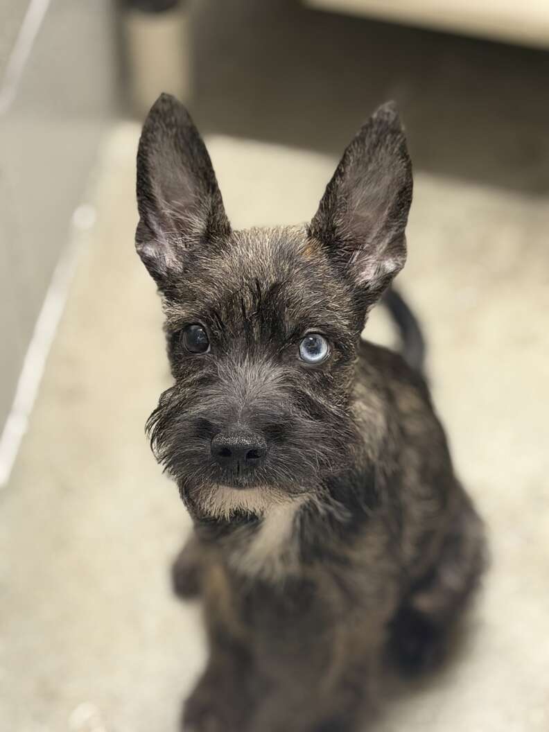 A puppy with a light coat and oversized ears held in his arms