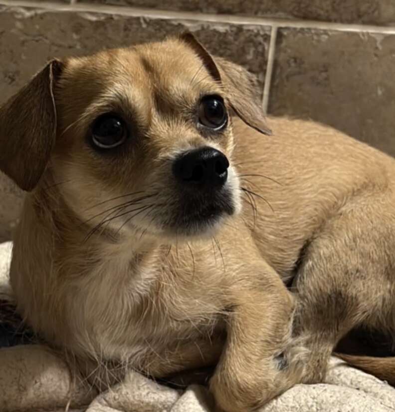 The big-eyed Chihuahua, shortly after arriving at his rescuer's house