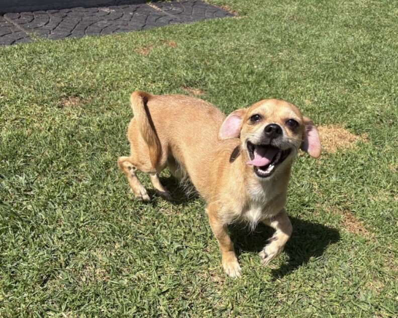 Benito running in the grass of the garden