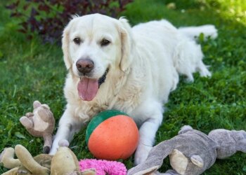 Animal Expo, the unmissable event to spoil your pet