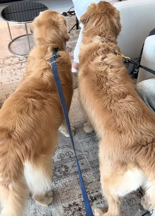 Illustration of the article: Every day, this Golden Retriever impatiently waits for his best friend in front of the elevator (video)