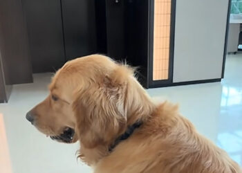 Every day, this Golden Retriever impatiently waits for his best friend in front of the elevator (video)