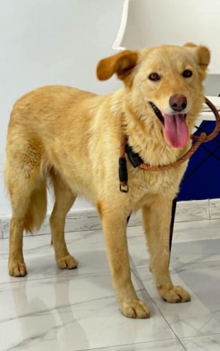 Illustration of the article: This association is looking for godparents to accompany dogs rescued on Tunis-Paris flights