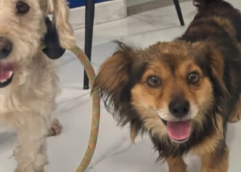 Five rescued dogs need travelers to accompany them by plane to Paris