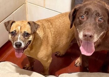 Abandoned at 10 years old, these 2 sick dogs are waiting for a family ready to adopt them together