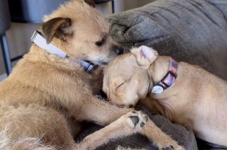 Illustration of the article: Rescued from a makeshift camp, this dog finally finds comfort by snuggling his head against his friend (video)