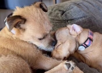 These 2 formerly abandoned dogs now share a sofa, snuggled head to head (video)